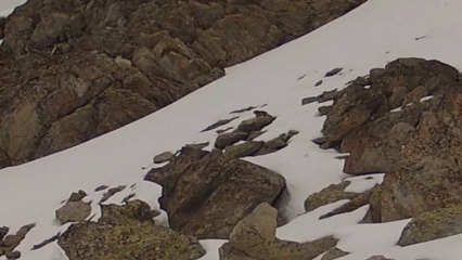 Chasse aux marmottes