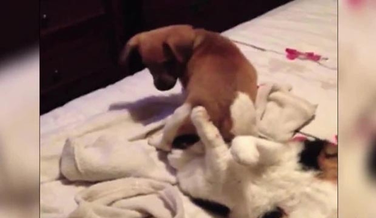 Chiens assis sur des chats (Compilation)