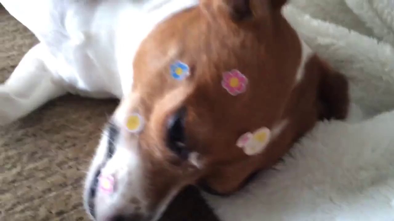 Annoying my dog with stickers