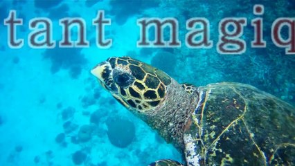 Seychelles 2014 - V.1 Tortue - Tiphaine PIQUET