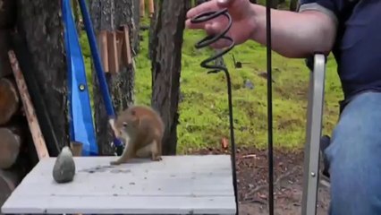 April Fools Pet Pranks Compilation