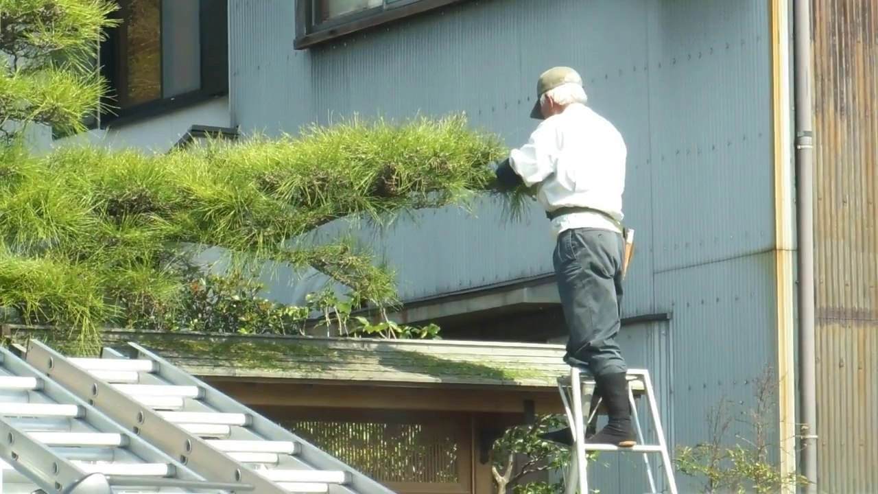Japanese Tree Artist!