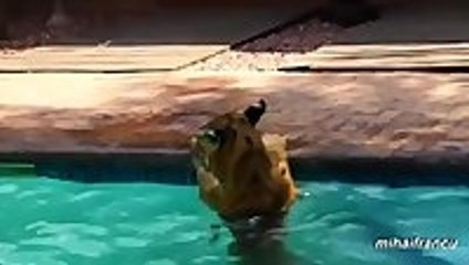 Animals on Vacation Compilation