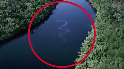 Dünyanın En Büyük Yılanı