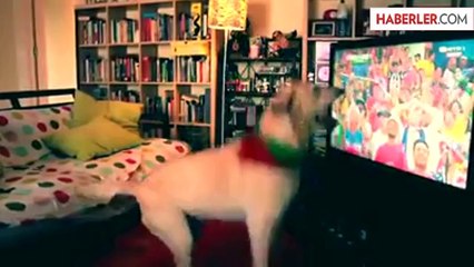 Köpek Televizyonda Maçı İzlerken Heyecanlandı