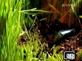 Yeah Yeah Yeahs - Pin