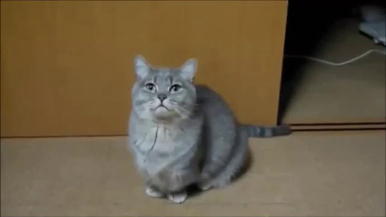 Derdini Anlatmak İçin Türlü Türlü Yolar Deneyen Kedi