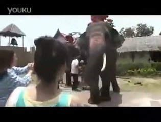 Telefonunu Fil'e Kaptıran Kızın Dramı