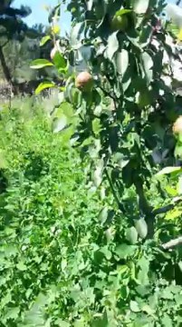 Geyve Bağlarbaşı Köyünde Kuş yavruları Yılandan Kurtarıldı