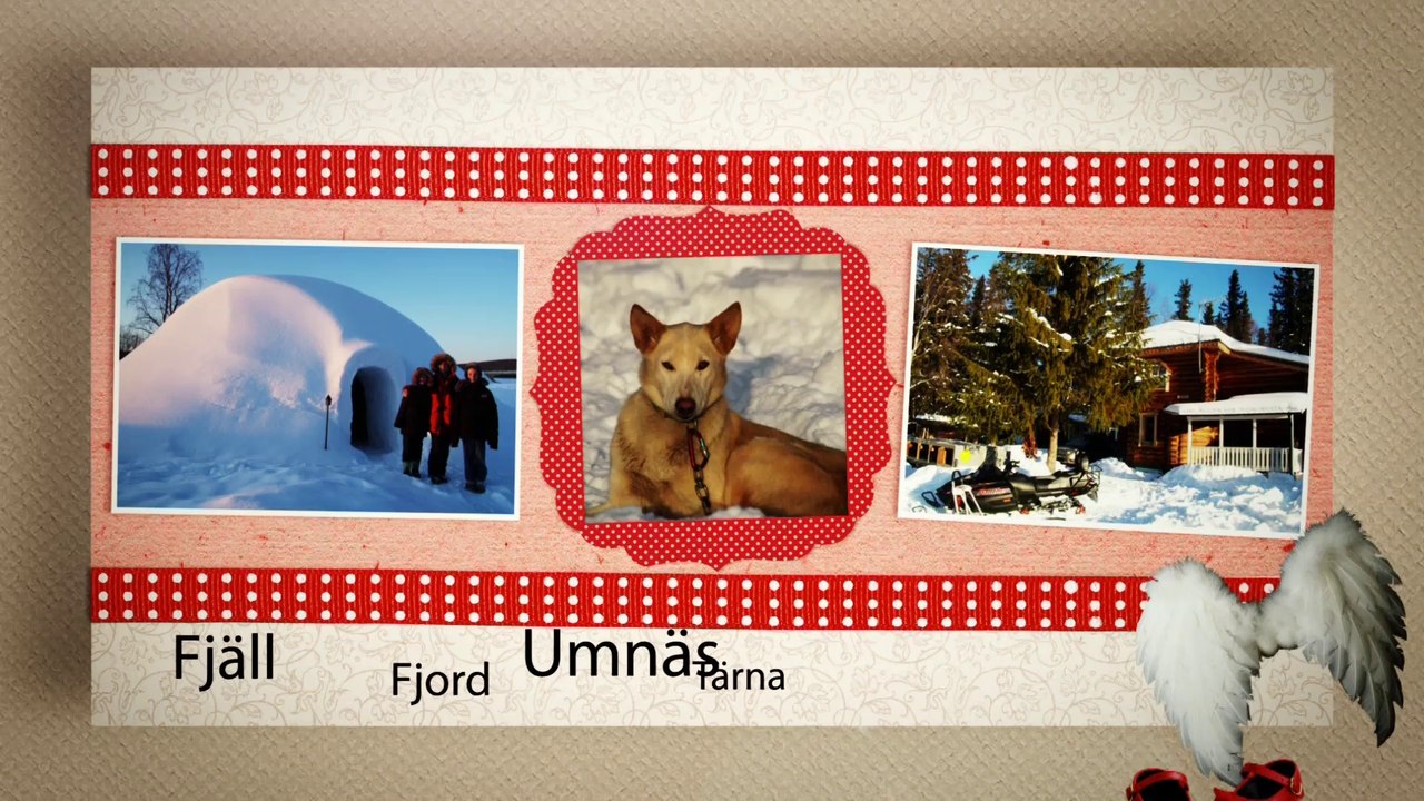 Norrland husky