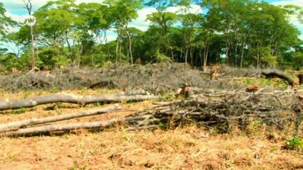 Científicos estudian el bosque seco más grande del mundo, Miombo | versión corta |