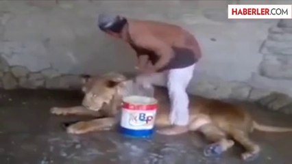 Yemen'de Bakıcı Aslanı Elleriyle Yıkadı