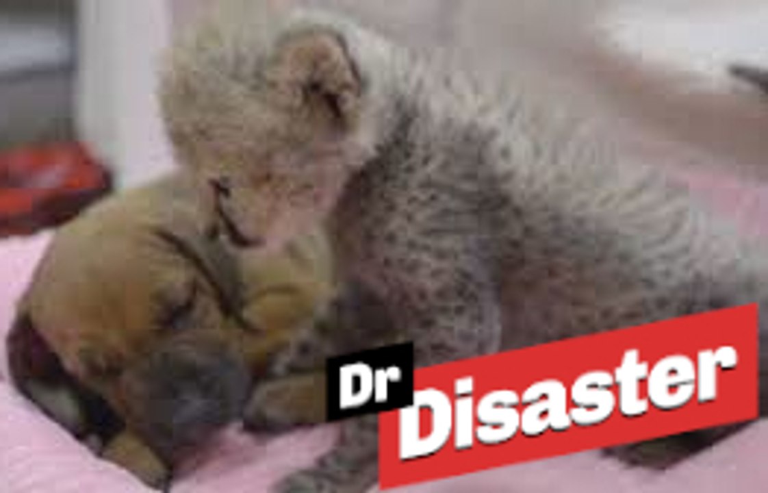 Un chiot et un bébé guépard meilleurs amis / Dr Disaster