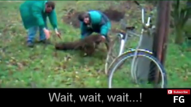 Funny videos - funny cat videos,funny video fails,funny animals clips