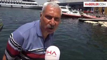 Körfezi Zehirli Deniz Anaları Bastı