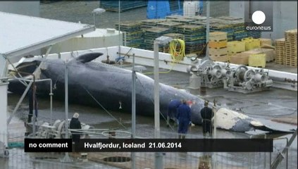 Whaling in Iceland continues despite international ban