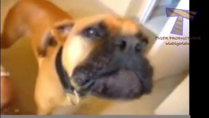 Animals funny sounds - śmieszne odgłosy zwierząt