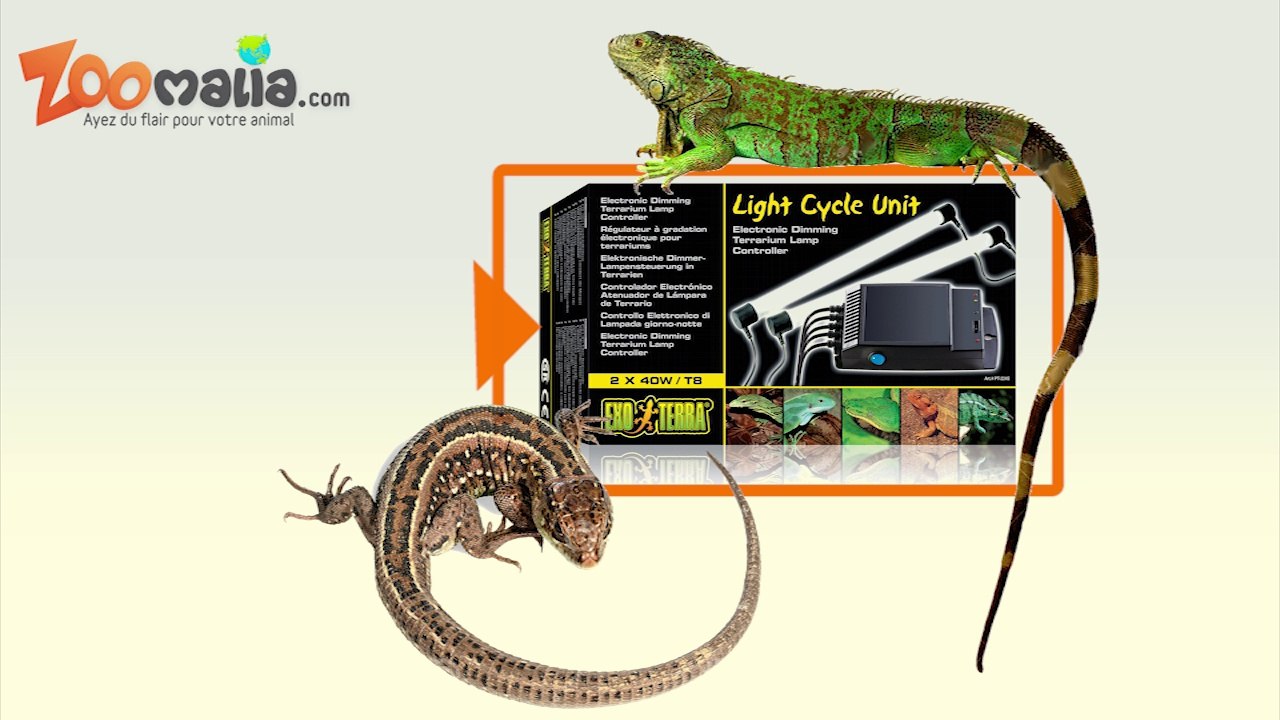 Quel éclairage de terrarium pour reptiles choisir ?