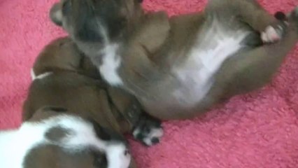 15ème vidéo - JAÏNE Chiot n°3 de la 16ème portée de Staffordland