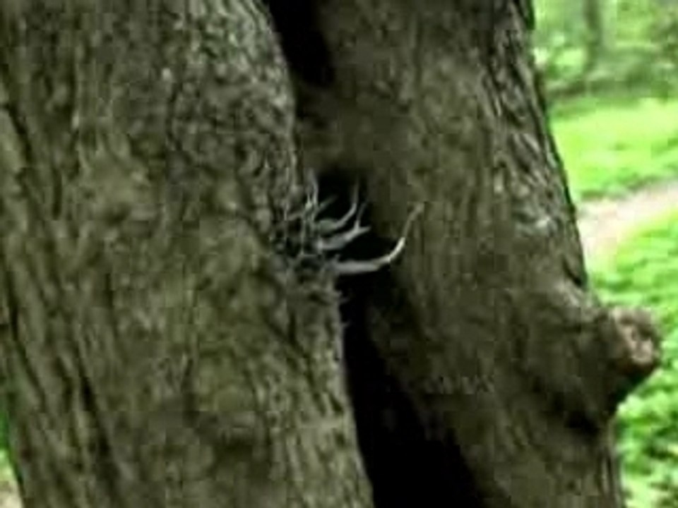 Plantes insolite