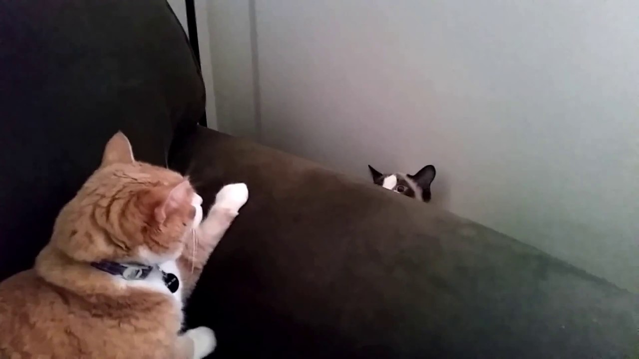 House Cat Awkwardly Meets Guest Cat