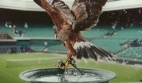 Rufus The Hawk Guards Wimbledon From Pigeons