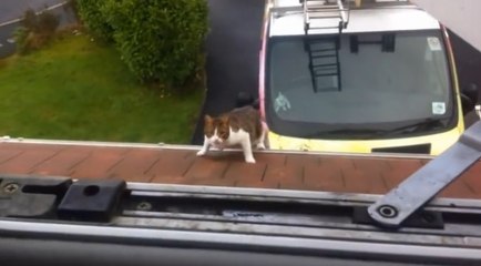 Download Video: Cat Impressively Jumps From Truck To Second Floor Of House