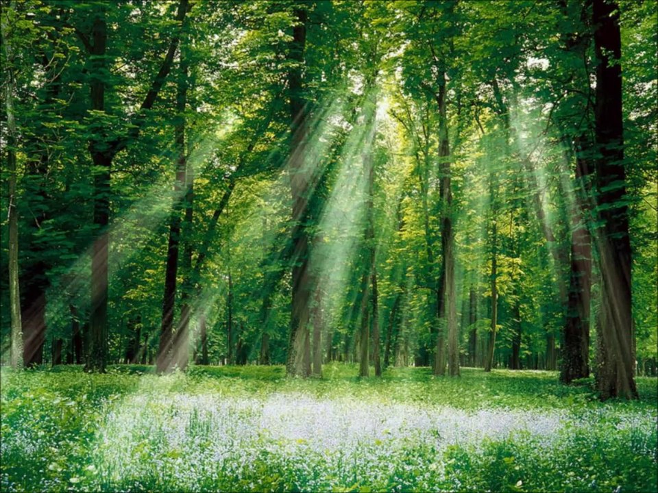 Je chante "Tant de Forêts" de Pierre Chêne.