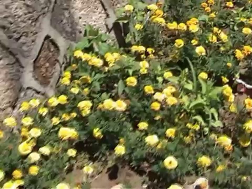 cemalakçilay gibi