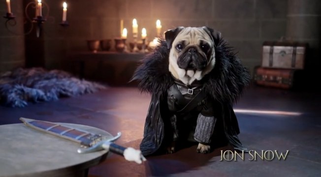 The Pugs Of Westeros: Three Pugs Re-enact Game Of Thrones Parody
