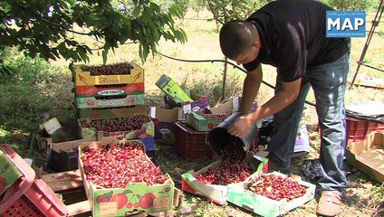 مدينة صفرو تتميز بإنتاج كميات وافرة من فاكهة الكرز