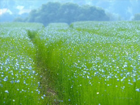 İNTİZAR ömrüm senindir