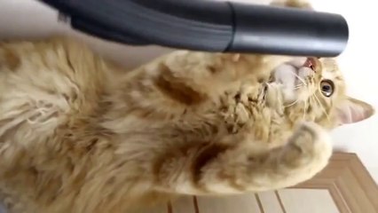 Bu kedi çok açıkmış olmalı