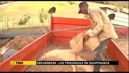 Conséquence de la sécheresse sur l'élevage