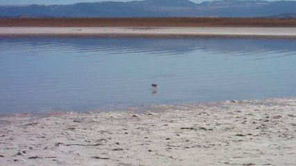 Animaux 04 - San Pedro Petit Oiseau Coureur