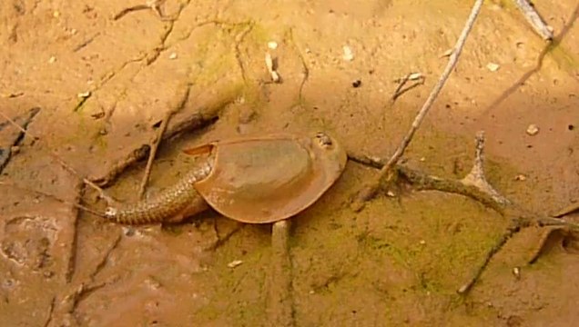 strange unknown creature unusual unusual, rare, unusual, unusual, unusual, weird weird bizarre, strange, supernatural, mysterious, curious, singular uncanny strange, disturbing, fantastic, mysterious, disturbing odd odd, strange, bizarre, odd, stra