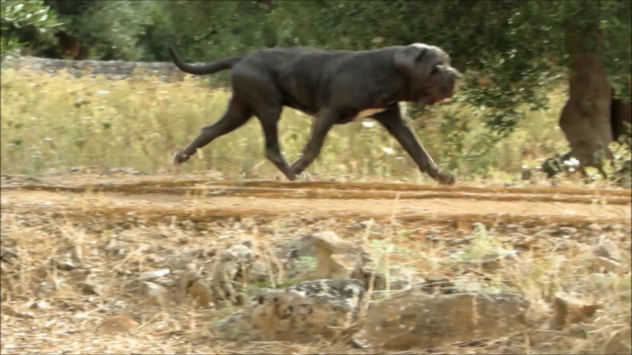 ANDATURA PREFERENZIALE TROTTO