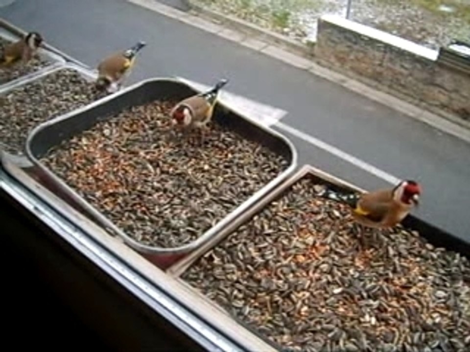 Chardonnerets en liberté