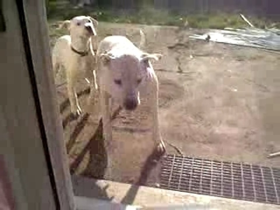 Chien qui aime pas l'aspi