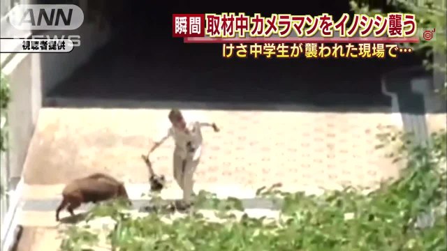 Sanglier vs Journalistes (Japon)