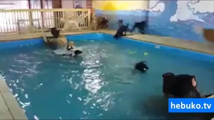 köpeklerin havuz keyfi - nasıl da mutlular :)