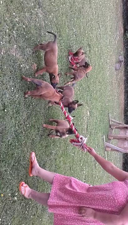 Les guerriers de maligne