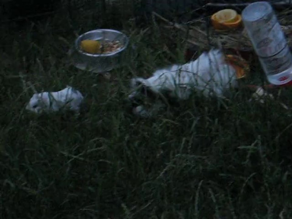 Bébé cochon d'inde