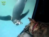 Hayatında ilk defa penguen gören köpek
