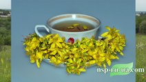 Рецепт приготовления чая и масла из зверобоя продырявленного