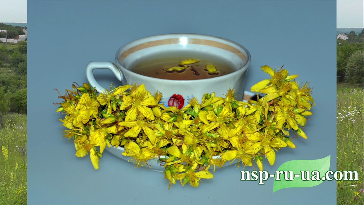 Рецепт приготовления чая и масла из зверобоя продырявленного