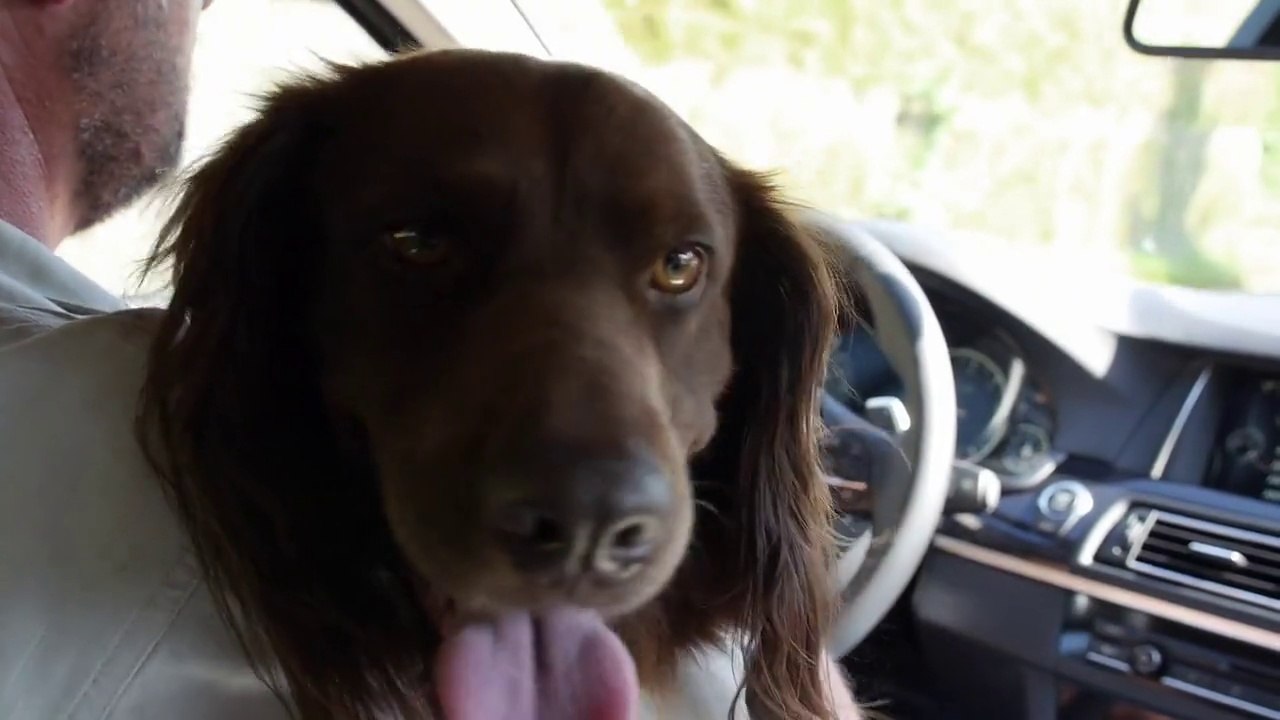 Ratgeber: Hunde im Auto - Was wenn es knallt?
