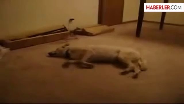 Rüyasında Koşan Köpek