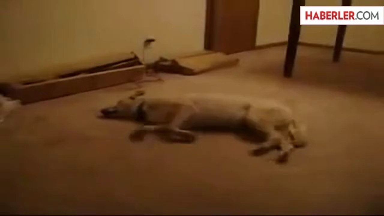 Rüyasında Koşan Köpek