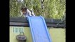 Dog Jack Russel Sparky Climbs Ladder and Slides Down
